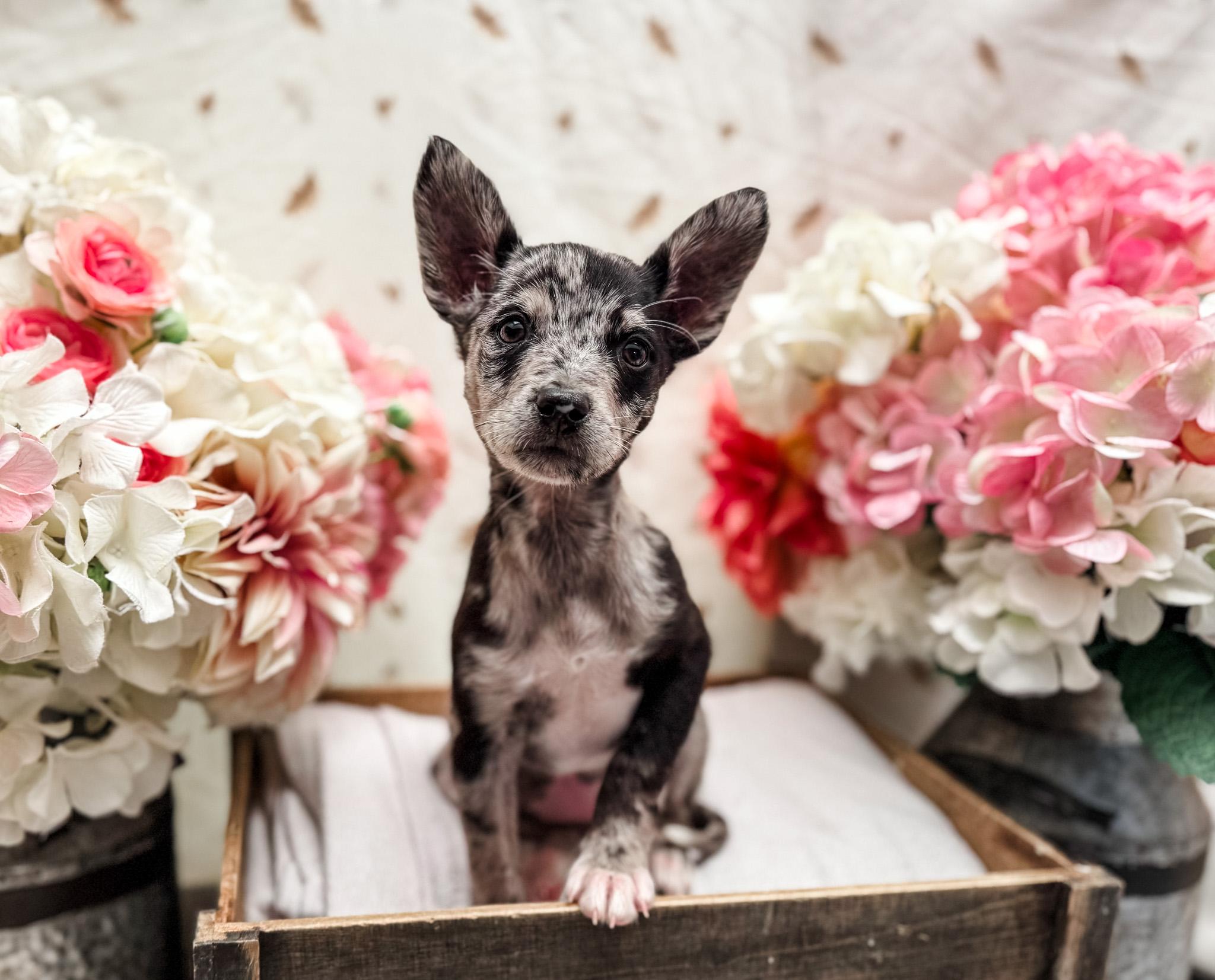Enlarge Mackentire, a Adoptable mixed breed in Newberg, OR image 1/5