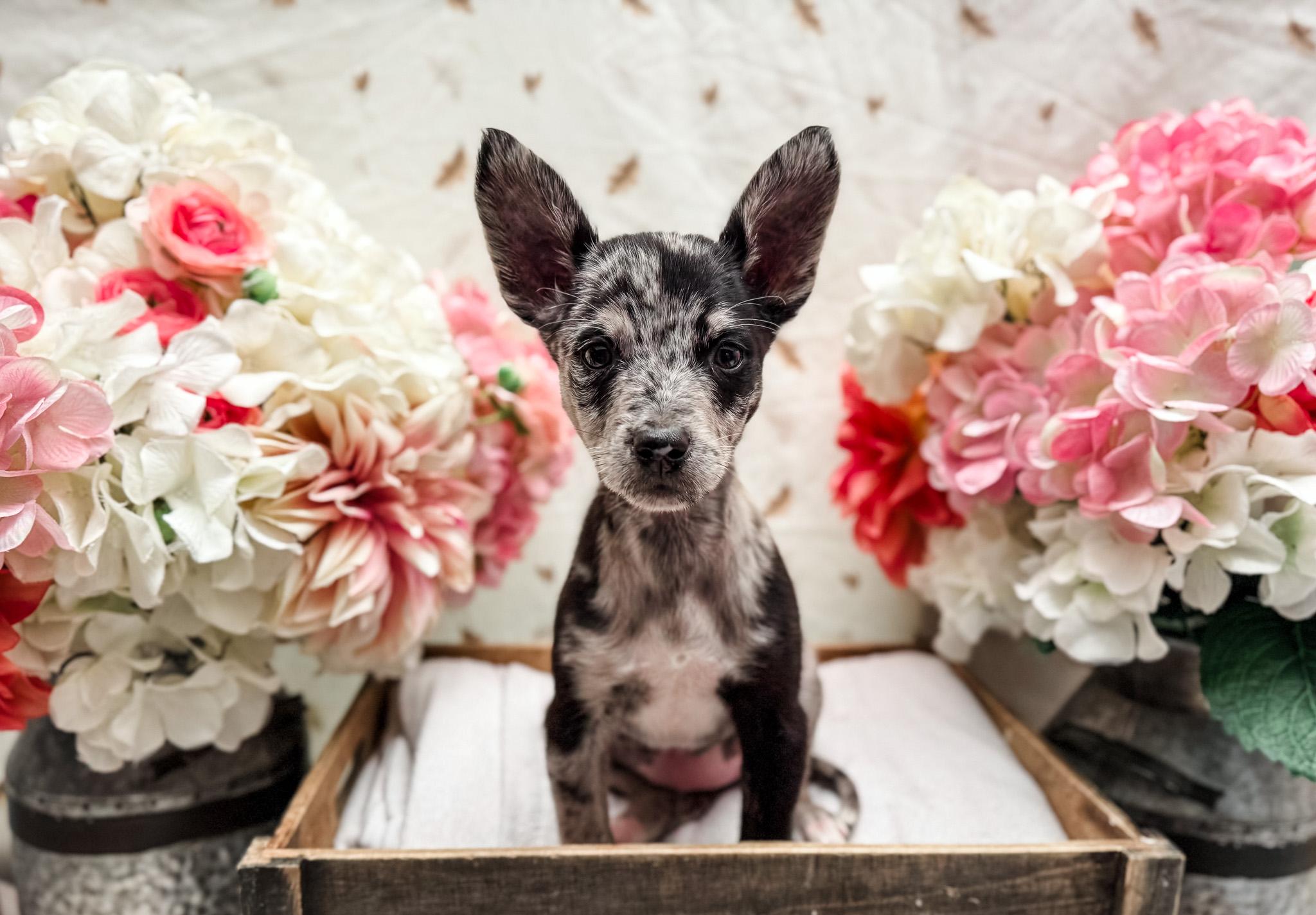 Enlarge Mackentire, a Adoptable mixed breed in Newberg, OR image 2/5