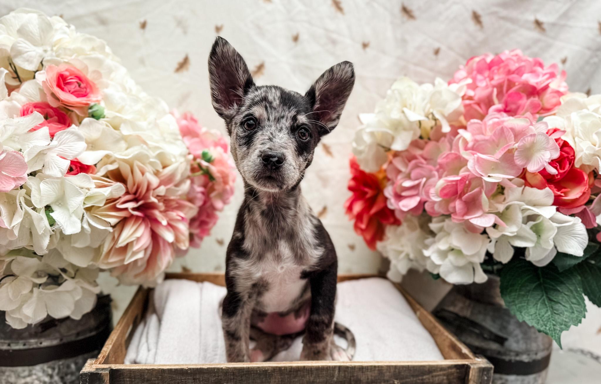 Enlarge Mackentire, a Adoptable mixed breed in Newberg, OR image 3/5