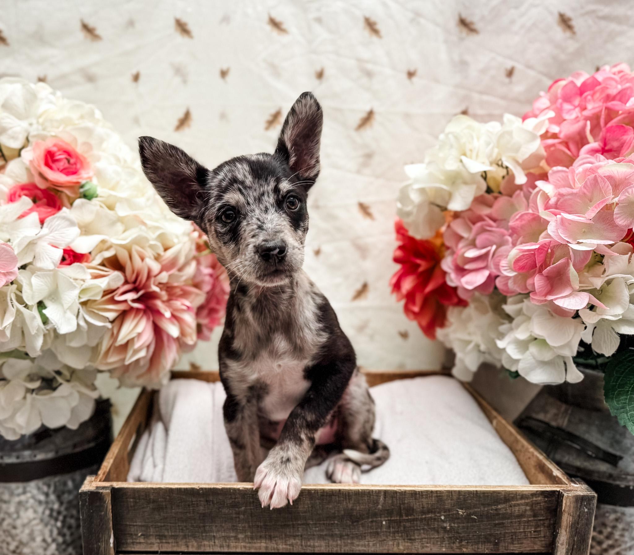 Enlarge Mackentire, a Adoptable mixed breed in Newberg, OR image 4/5