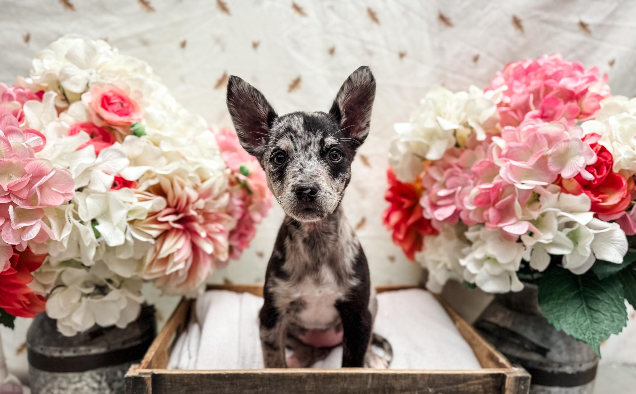 Enlarge Mackentire, a Adoptable mixed breed in Newberg, OR image 5/5