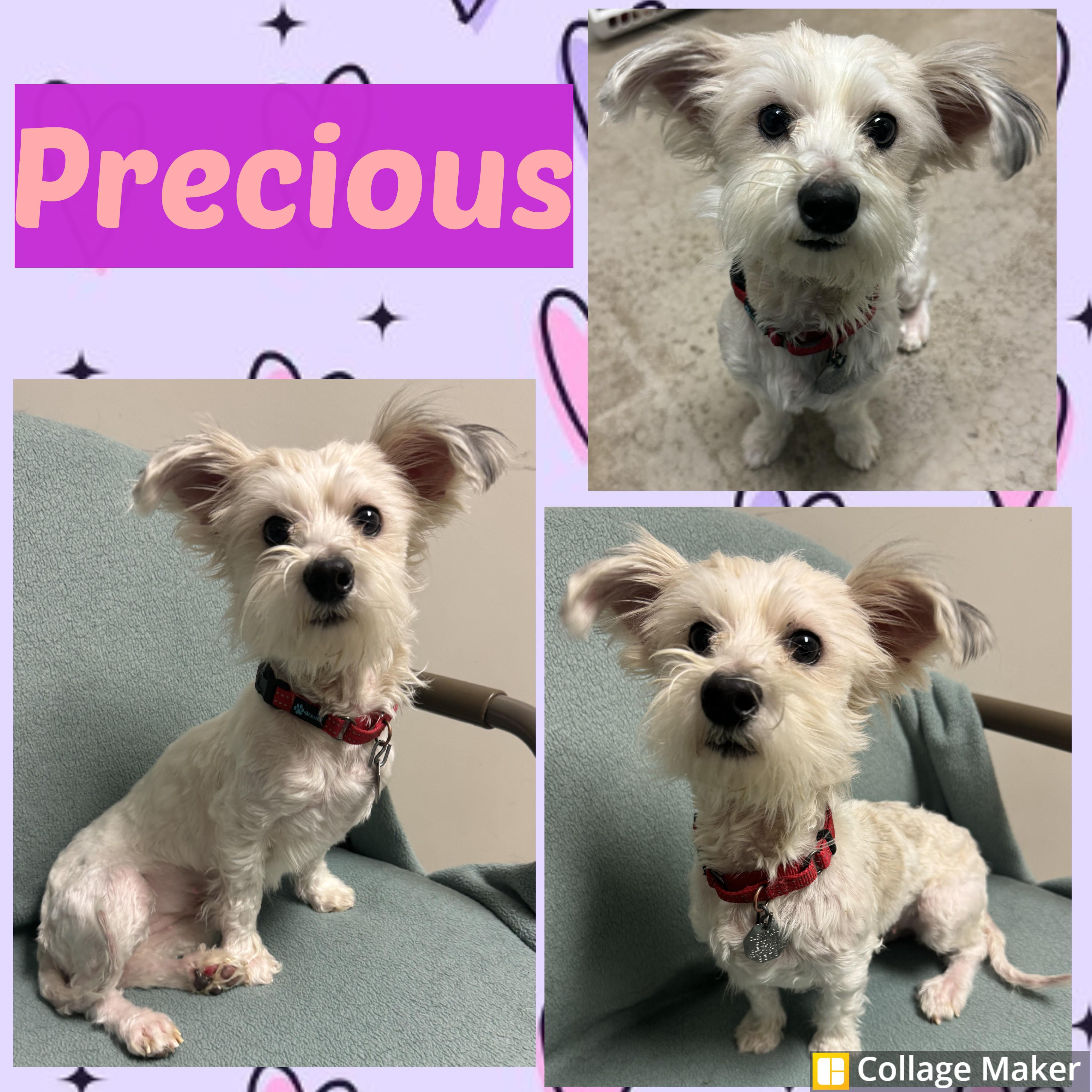 Enlarge Precious, a ADOPTABLE mixed breed in Clearfield, PA image 1/1