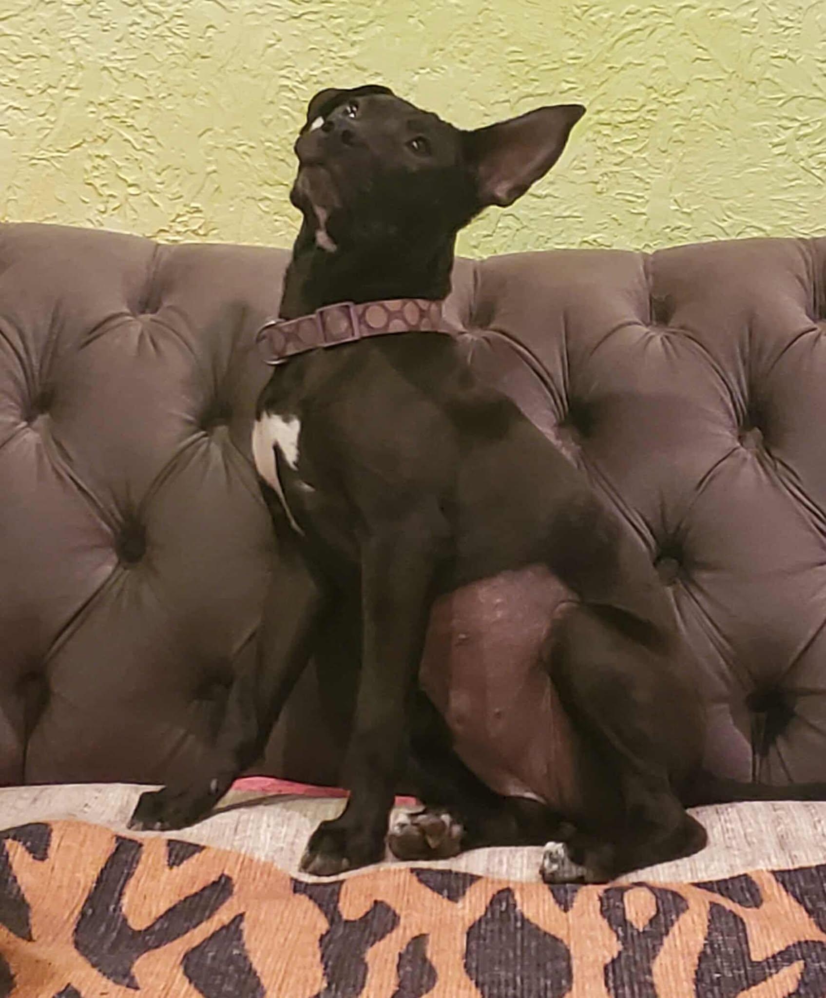 Enlarge Lucy, a Adopted Mixed Breed in Wilmington, NC image 5/6