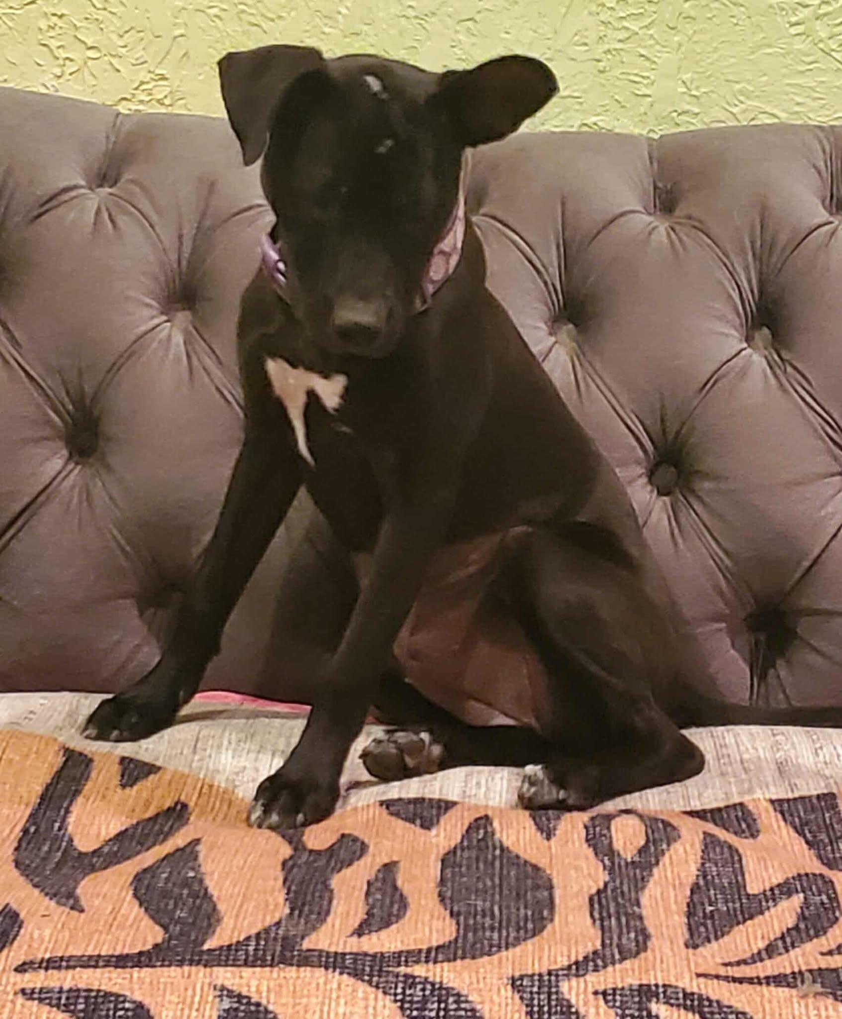 Enlarge Lucy, a Adopted Mixed Breed in Wilmington, NC image 3/6