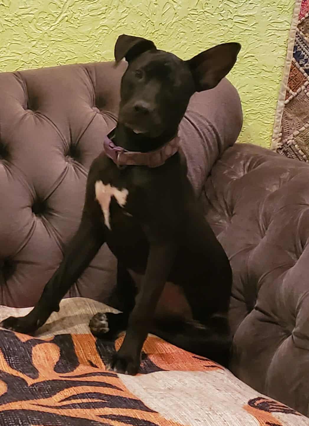 Enlarge Lucy, a Adopted Mixed Breed in Wilmington, NC image 2/6
