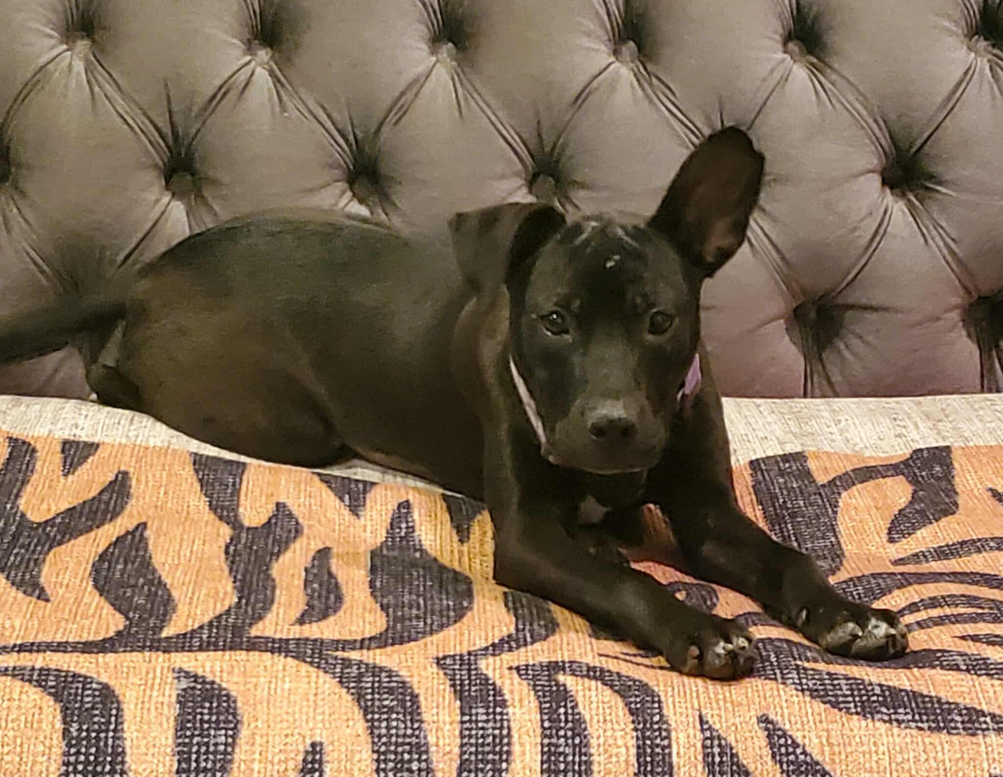 Lucy, Adopted, Young Female Mixed Breed.