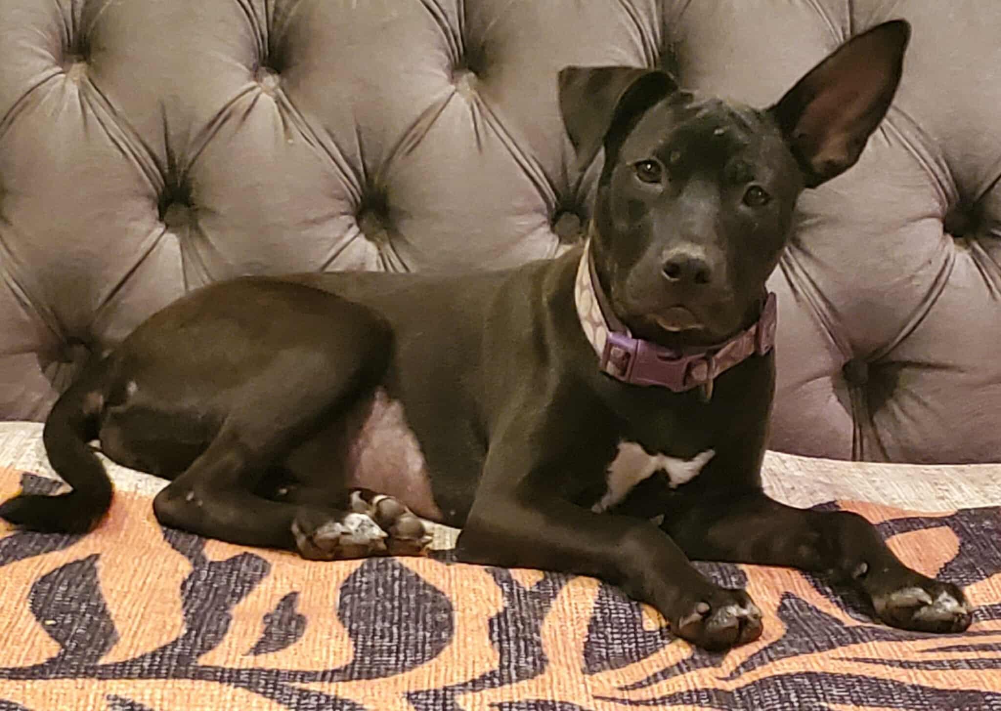 Enlarge Lucy, a Adopted Mixed Breed in Wilmington, NC image 4/6