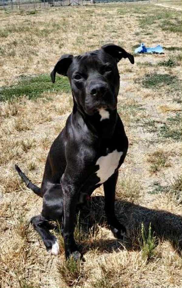 Enlarge Jetty Jet Jetterson, a Adoptable mixed breed in McMinnville, OR image 1/3