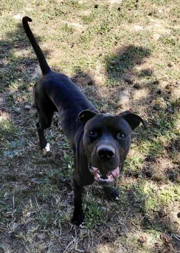 Enlarge Jetty Jet Jetterson, a Adoptable mixed breed in McMinnville, OR image 2/3