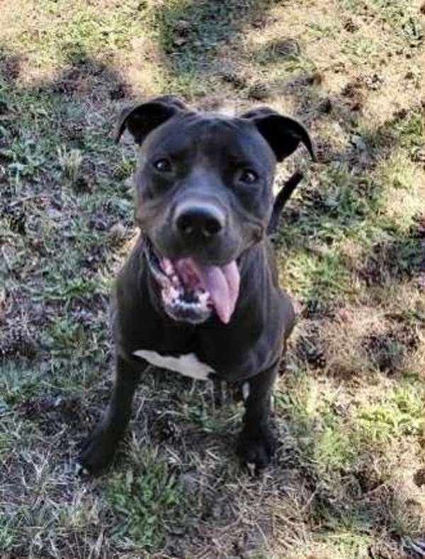 Jetty Jet Jetterson, a Adoptable mixed breed in McMinnville, OR image 3/3