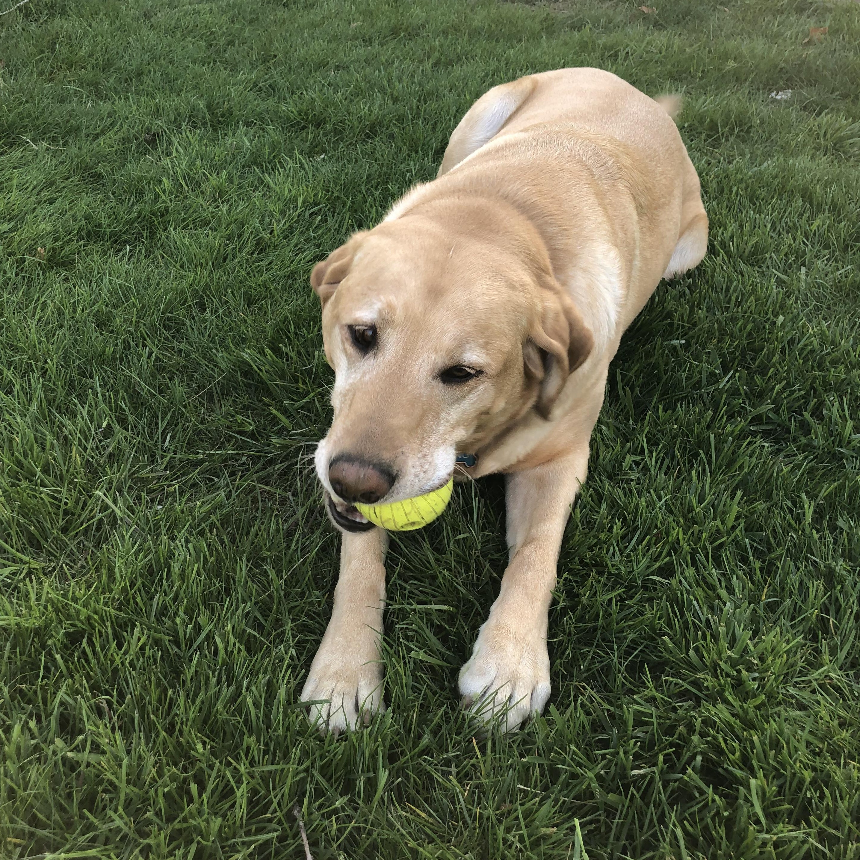 Enlarge King, a ADOPTABLE Labrador Retriever in Warrington, PA image 2/6
