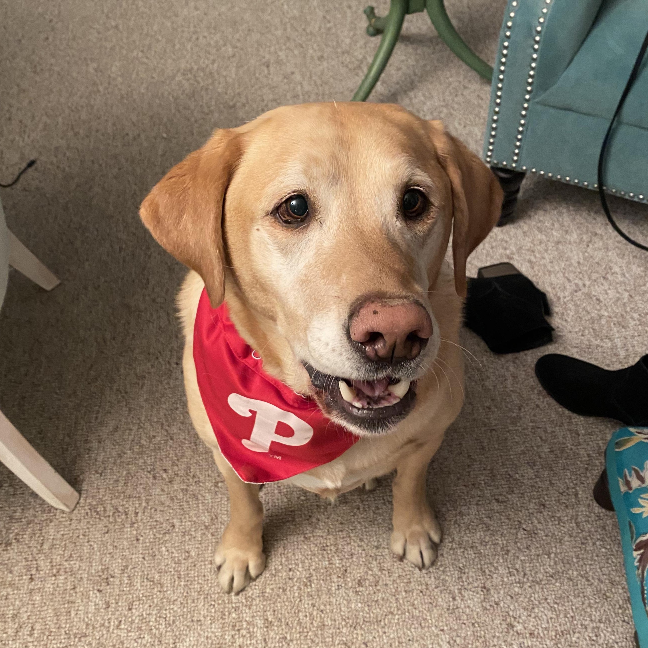 King, ADOPTABLE, Senior Male Labrador Retriever.