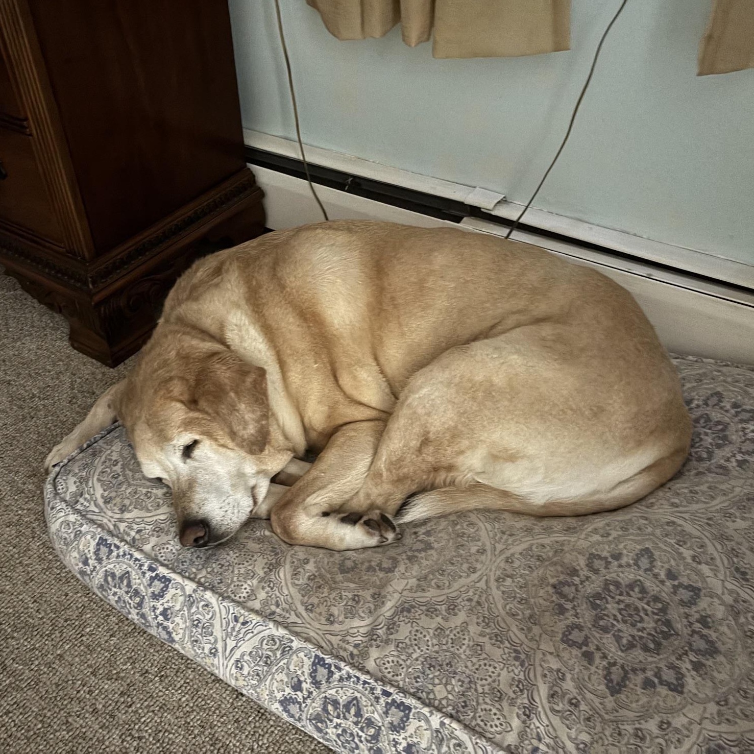 Enlarge King, a ADOPTABLE Labrador Retriever in Warrington, PA image 3/6