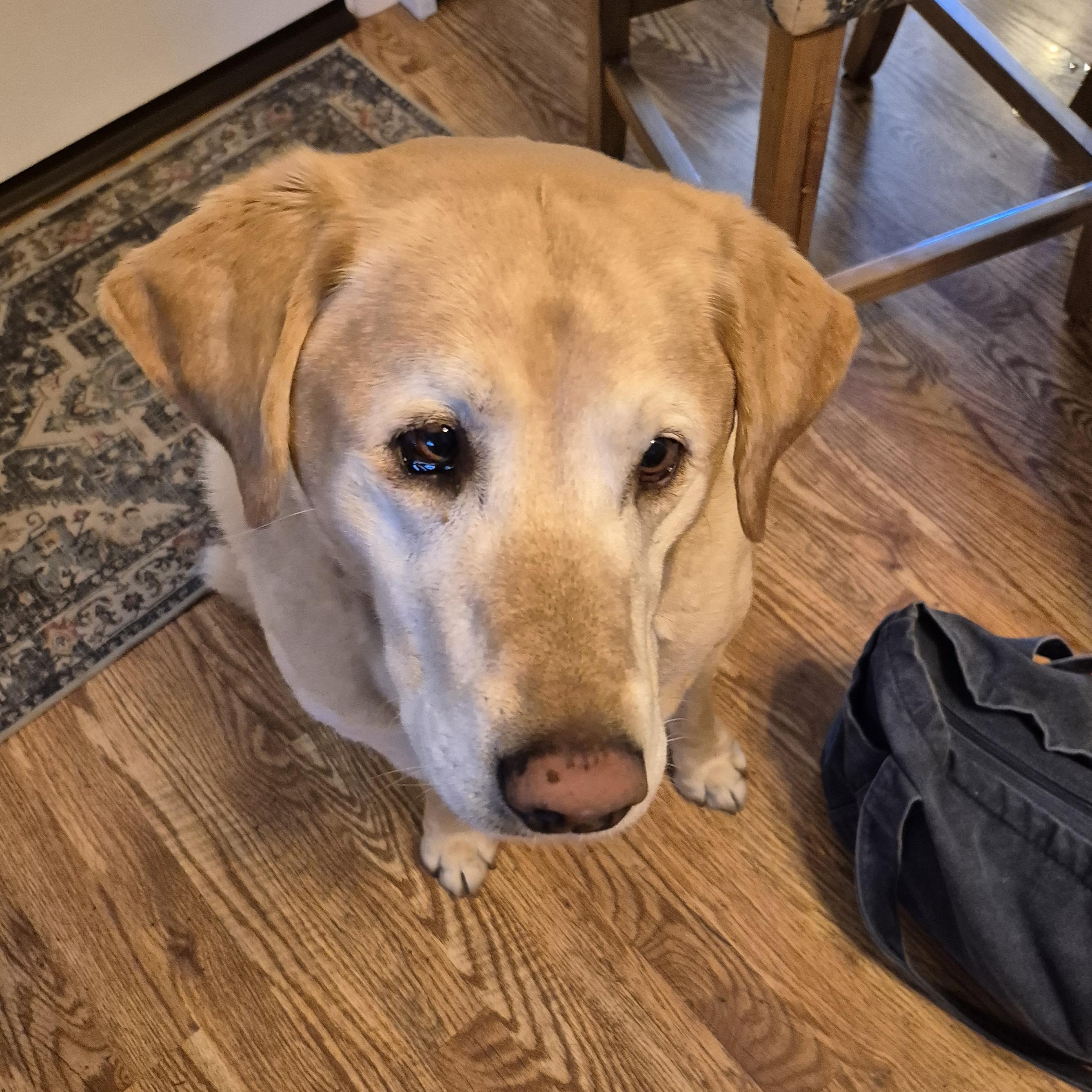 Enlarge King, a ADOPTABLE Labrador Retriever in Warrington, PA image 4/6