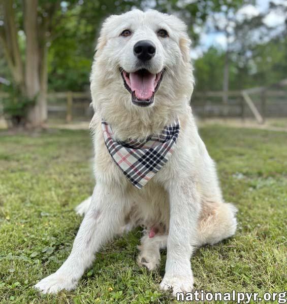 Donnie in GA - Sweet & Well-Mannered, an adopted Great Pyrenees in Valdosta, GA image 2/3