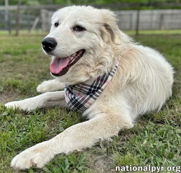 Donnie in GA - Sweet & Well-Mannered, an adopted Great Pyrenees in Valdosta, GA image 3/3
