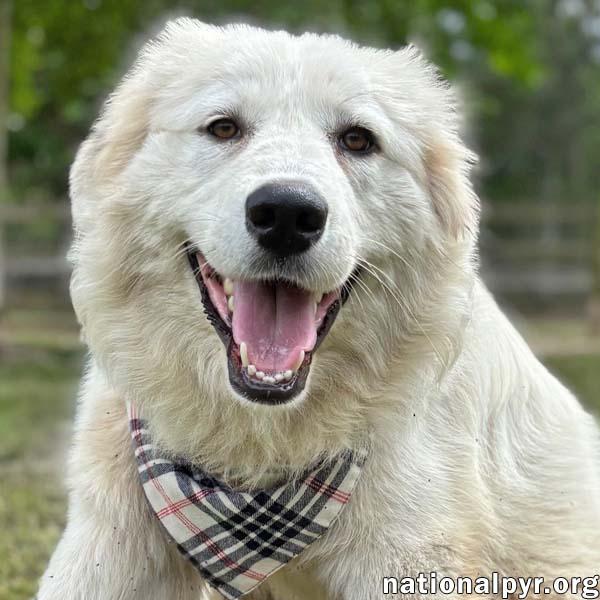 Donnie in GA - Sweet & Well-Mannered, adopted, Young Male Great Pyrenees.