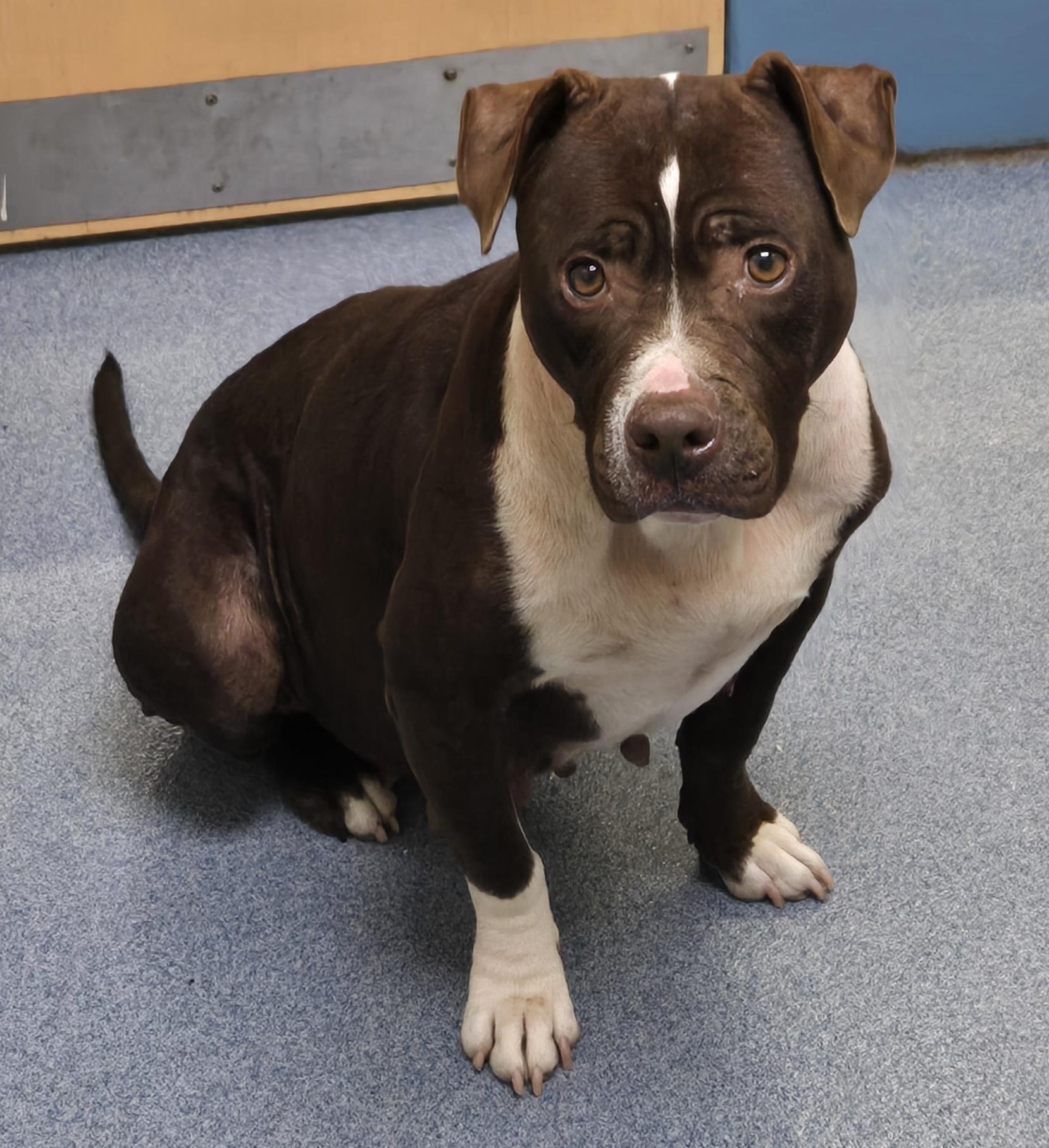 Seven, Adoptable, Adult Female Pit Bull Terrier.