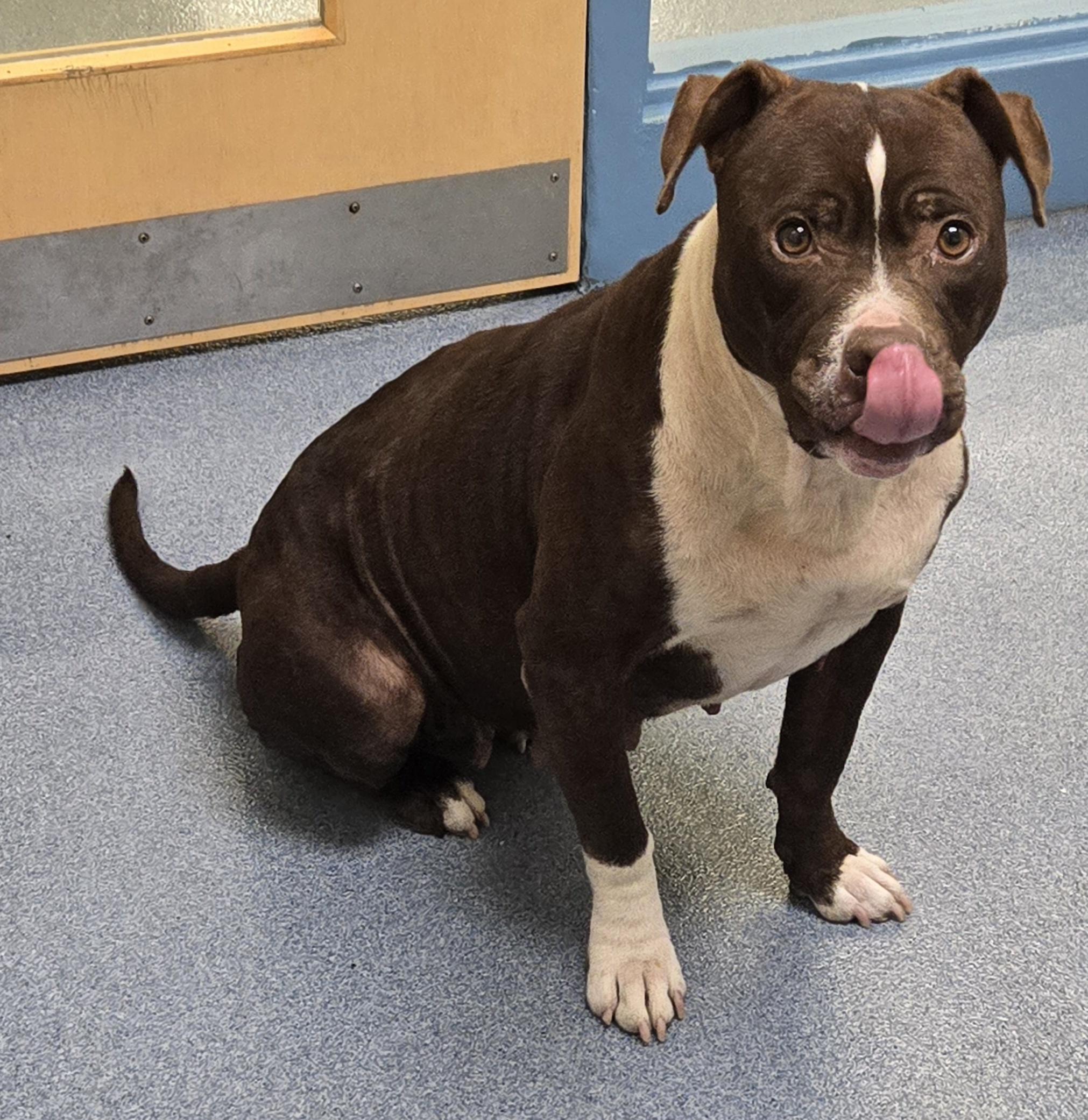 Enlarge Seven, a Adoptable Pit Bull Terrier in Suffolk, VA image 2/2