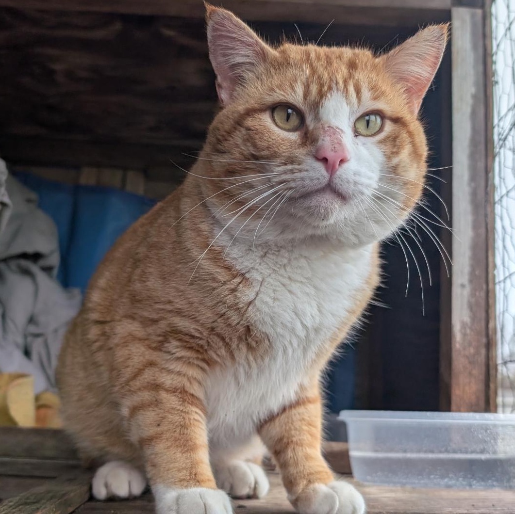 Murphy, ADOPTABLE, Young Male Domestic Short Hair & Tabby.