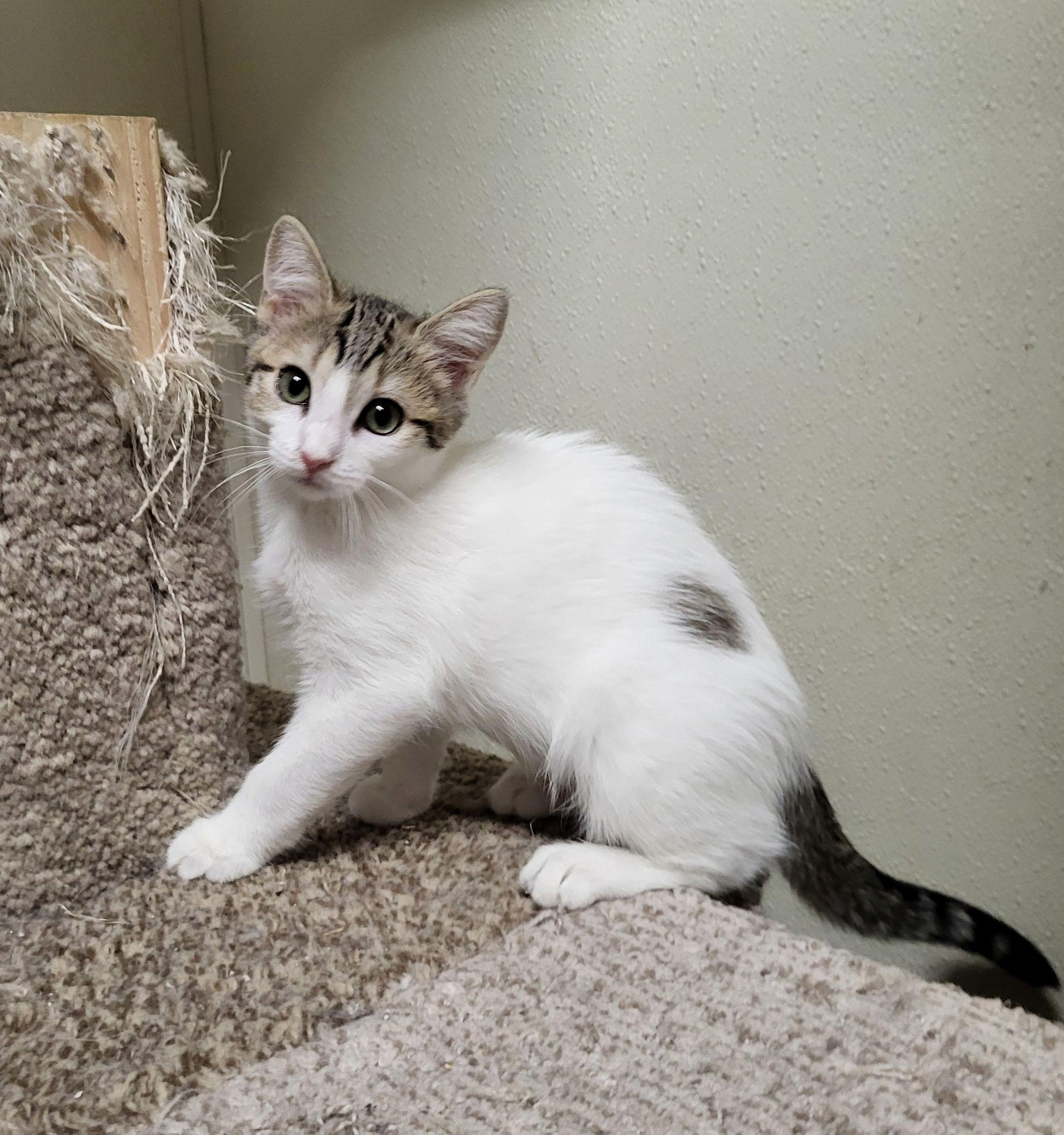 Peaches, Baby Female Domestic Short Hair