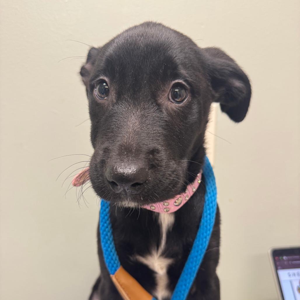Aspen, Adoptable, Puppy Female Black Labrador Retriever.