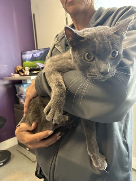 *Jubilee*, Adoptable, Adult Male Domestic Short Hair.