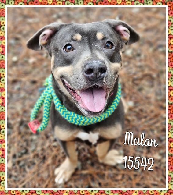 Enlarge MULAN see also ATHENA, a ADOPTABLE Pit Bull Terrier in Marietta, GA image 3/6