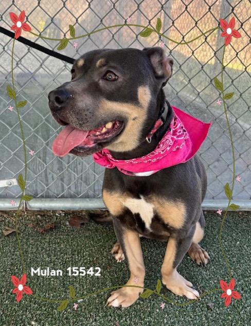 Enlarge MULAN see also ATHENA, a ADOPTABLE Pit Bull Terrier in Marietta, GA image 1/6