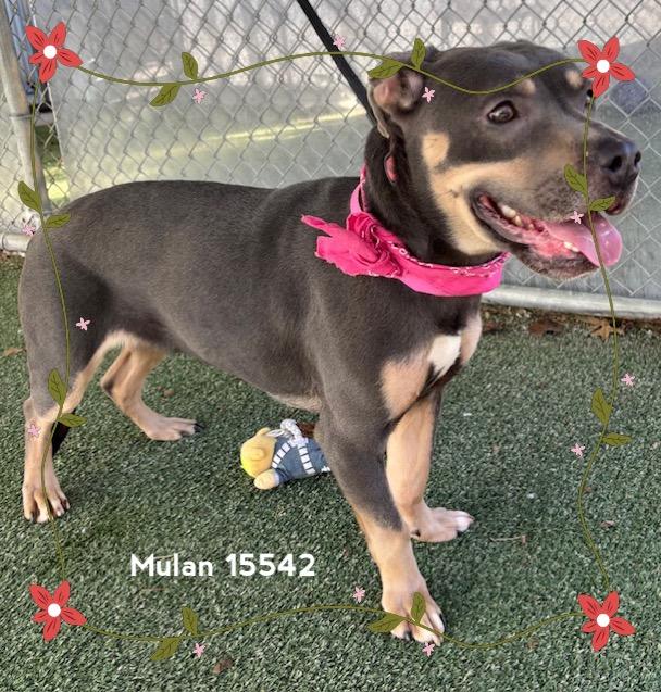 Enlarge MULAN see also ATHENA, a ADOPTABLE Pit Bull Terrier in Marietta, GA image 2/6