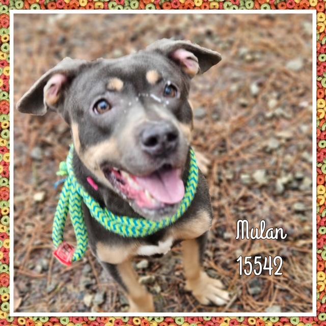 MULAN see also ATHENA, ADOPTABLE, Young Female Pit Bull Terrier.