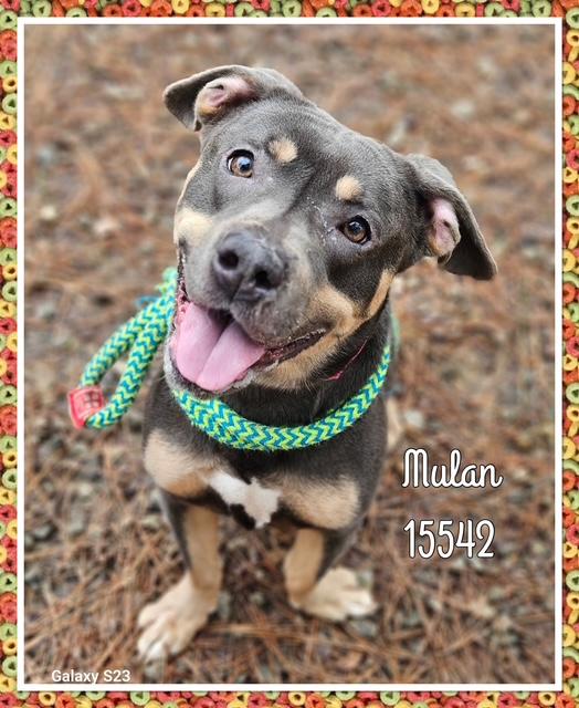 Enlarge MULAN see also ATHENA, a ADOPTABLE Pit Bull Terrier in Marietta, GA image 2/6