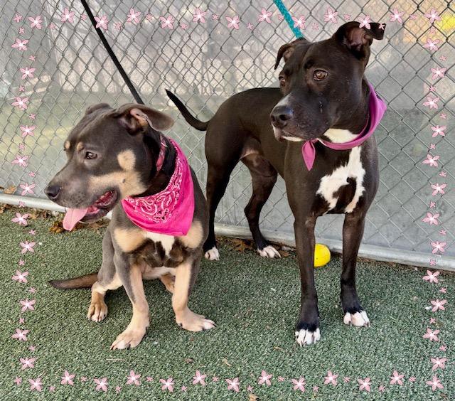 Enlarge MULAN see also ATHENA, a ADOPTABLE Pit Bull Terrier in Marietta, GA image 3/6