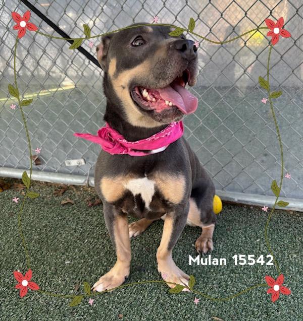 Enlarge MULAN see also ATHENA, a ADOPTABLE Pit Bull Terrier in Marietta, GA image 5/6