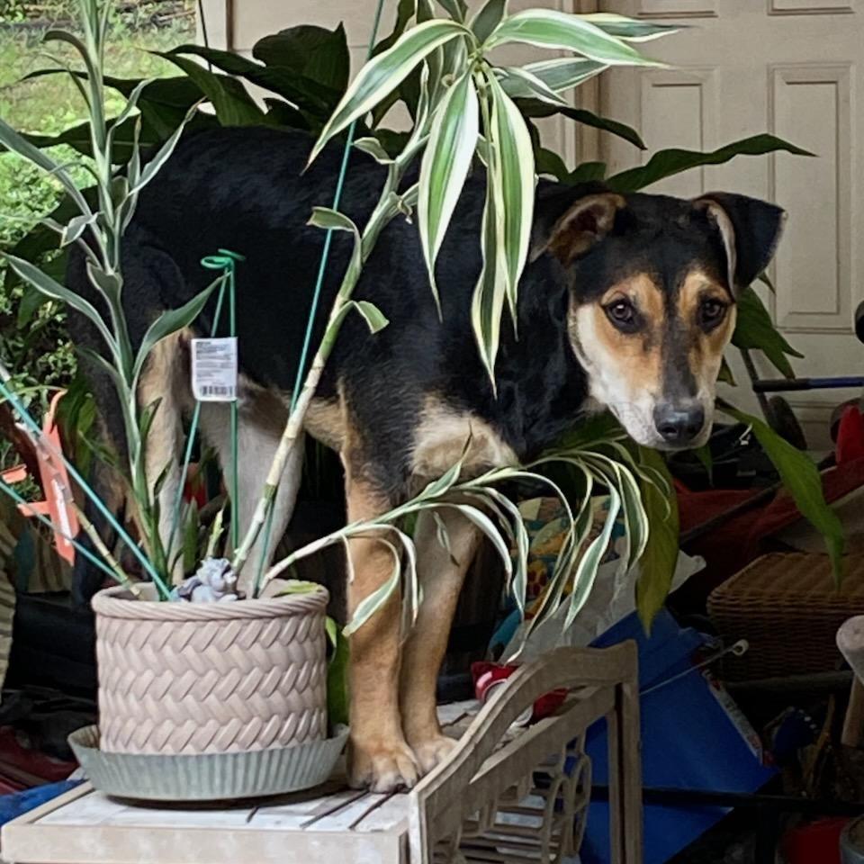 Coleman, a Adoptable Mixed Breed in Columbus, GA image 2/6