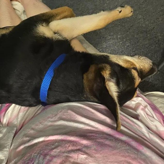 Coleman, a Adoptable Mixed Breed in Columbus, GA image 3/6