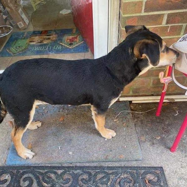 Coleman, a Adoptable Mixed Breed in Columbus, GA image 5/6
