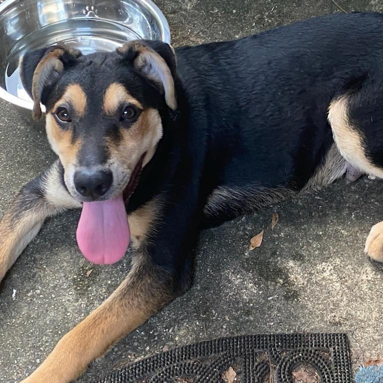 Coleman, a Adoptable Mixed Breed in Columbus, GA image 6/6
