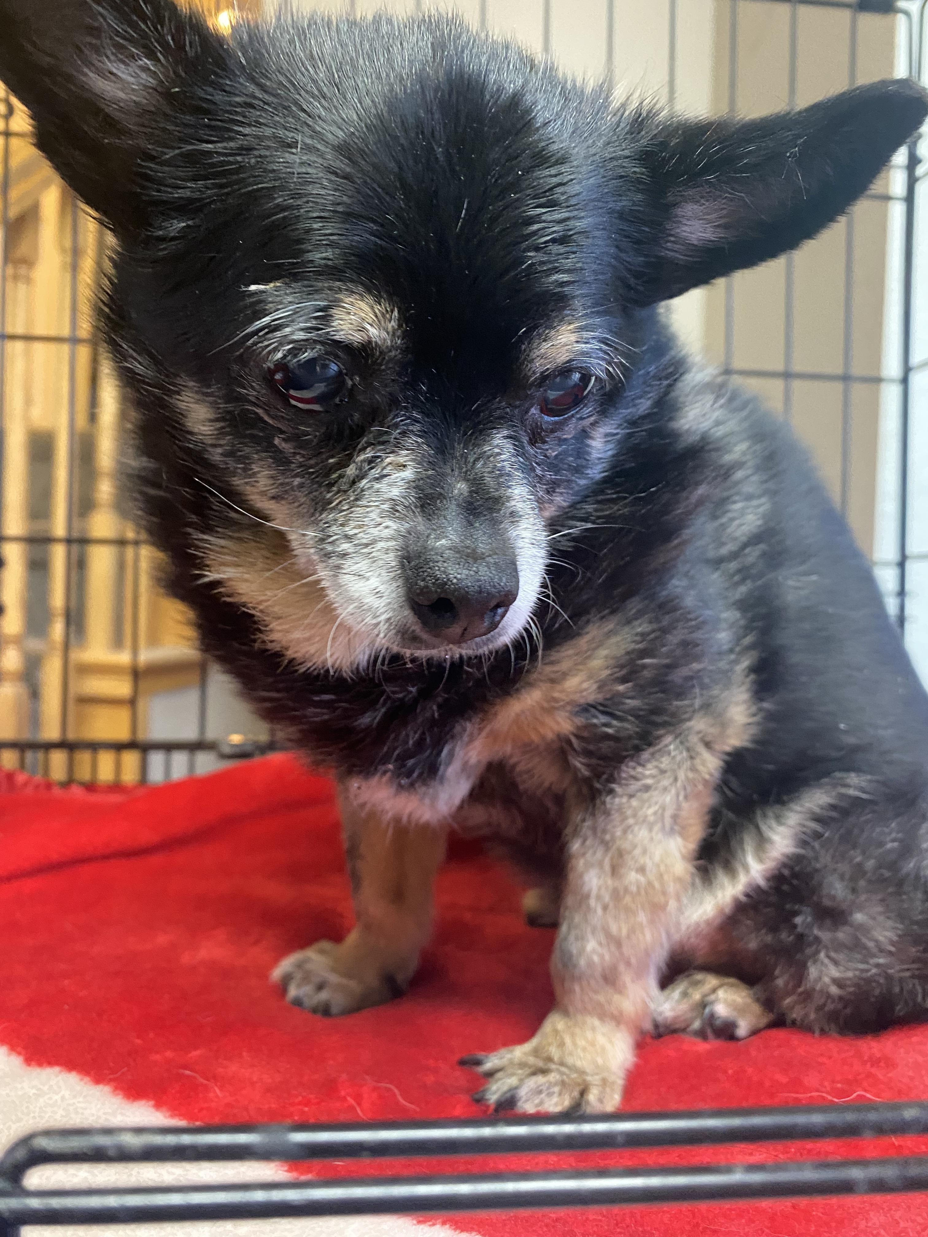 H2H-Sophie, Adopted, Senior Female Chihuahua.