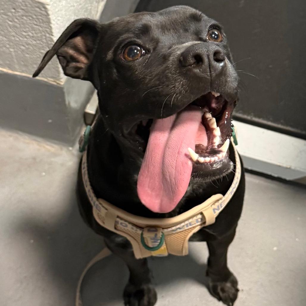 Regan, Adoptable, Adult Female Mixed Breed.