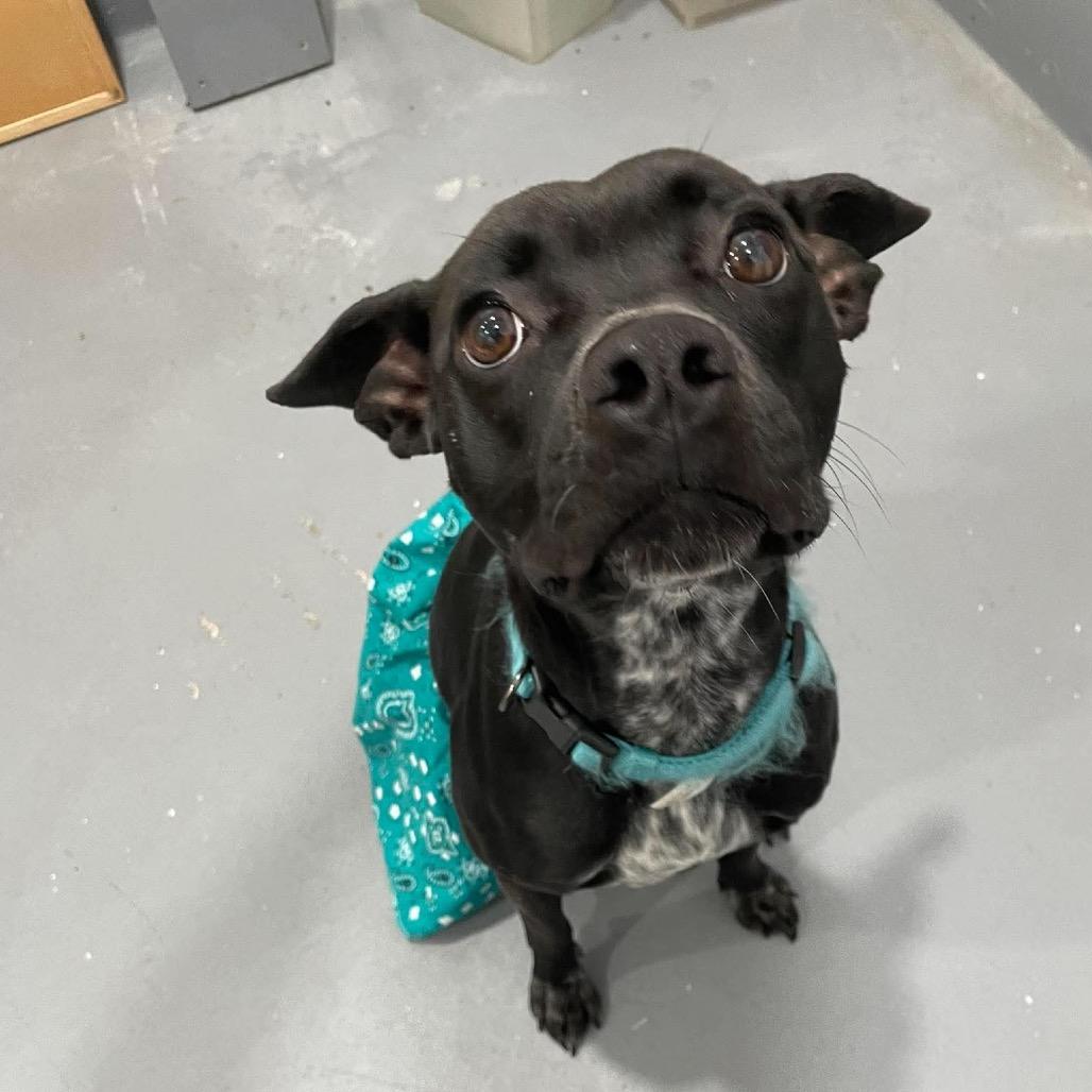 Enlarge Regan, a Adoptable Mixed Breed in Beckley, WV image 2/2