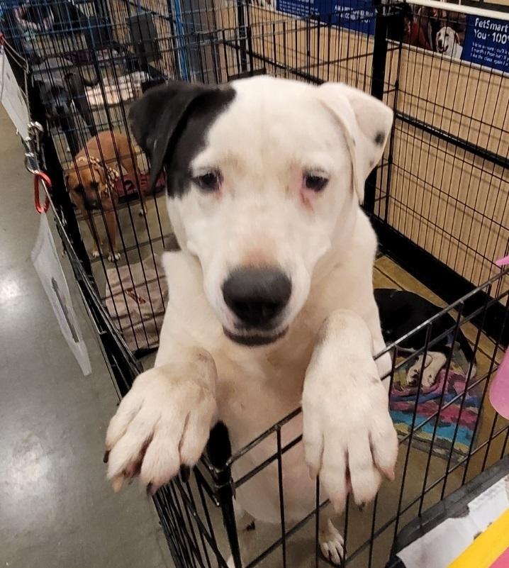 Spirit, a Adoptable mixed breed in Douglasville, GA image 1/6