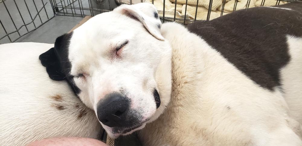 Spirit, a Adoptable mixed breed in Douglasville, GA image 3/6