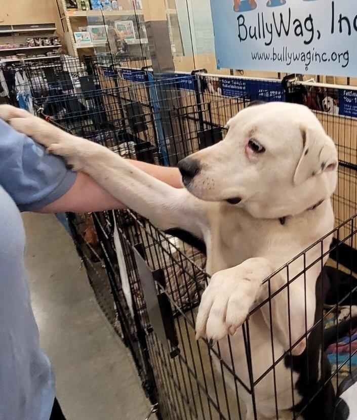 Enlarge Spirit, a Adoptable mixed breed in Douglasville, GA image 2/6