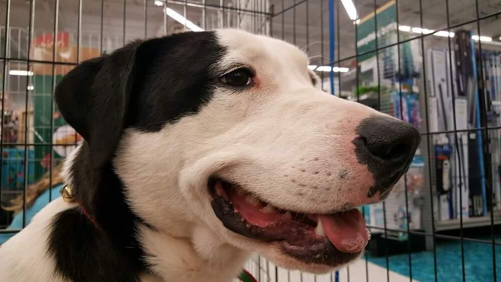 Spirit, a Adoptable mixed breed in Douglasville, GA image 4/6