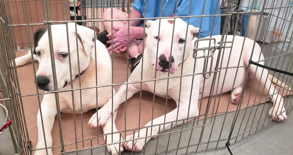 Enlarge Spirit, a Adoptable mixed breed in Douglasville, GA image 3/6