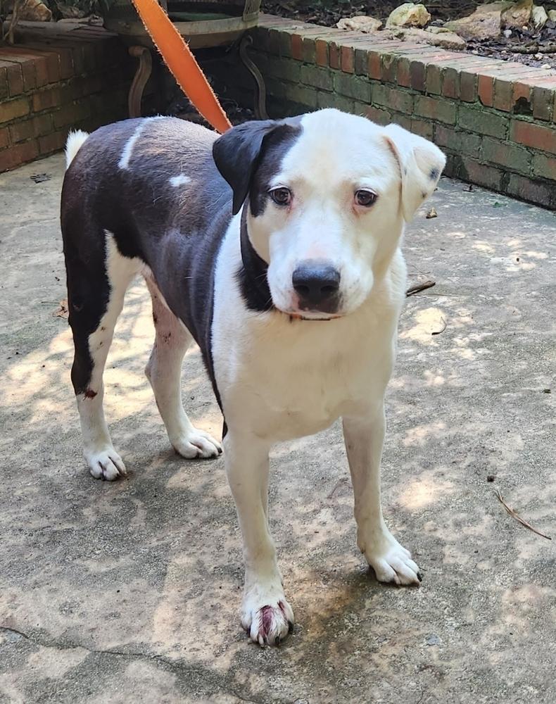 Spirit, a Adoptable mixed breed in Douglasville, GA image 5/6