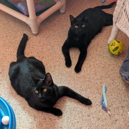 Sprite (Bonded with Salem), Adoptable, Kitten Male Domestic Short Hair.