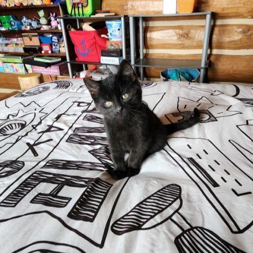 Enlarge Sprite (Bonded with Salem), a Adoptable Domestic Short Hair in Elizabeth, IL image 3/5