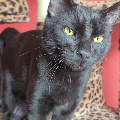 Enlarge Sprite (Bonded with Salem), a Adoptable Domestic Short Hair in Elizabeth, IL image 4/5